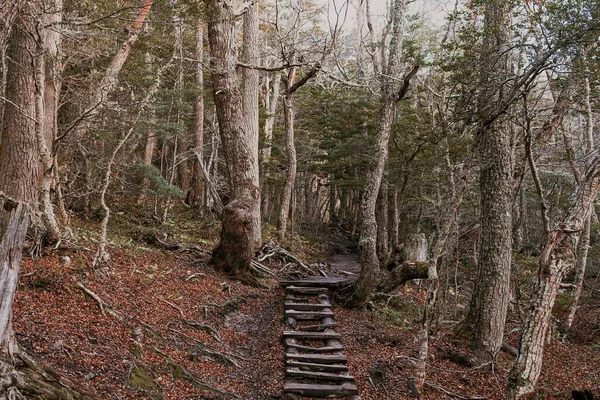 Una Hermosa Toma Pequeñas Escaleras Madera Gran Bosque Oscuro Marrón — Foto de Stock