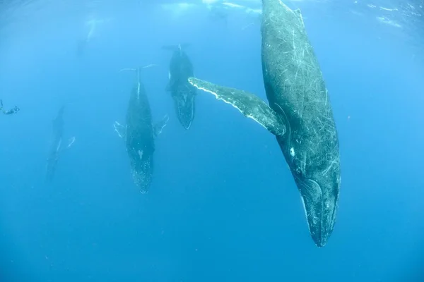 Eine Unterwasseraufnahme Von Buckelwalen Beim Schwimmen — Stockfoto