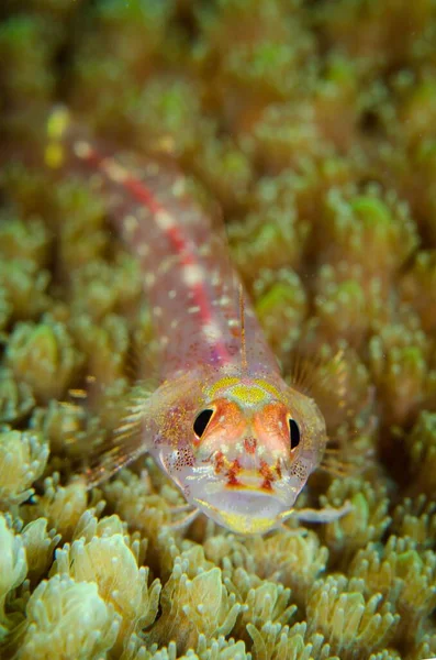 黄色のサンゴの間で泳ぐブリニー魚の垂直水中クローズアップショット — ストック写真