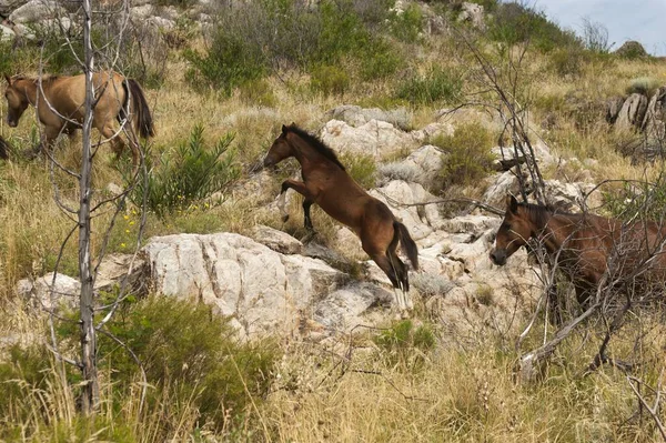 Kuru Otlaklarda Kayaların Üzerinden Atlayan Koyu Kahverengi Atlar — Stok fotoğraf
