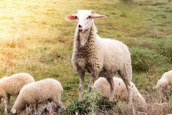 Eine Selektive Fokusaufnahme Von Schafen Auf Einem Feld Das Tagsüber — Stockfoto
