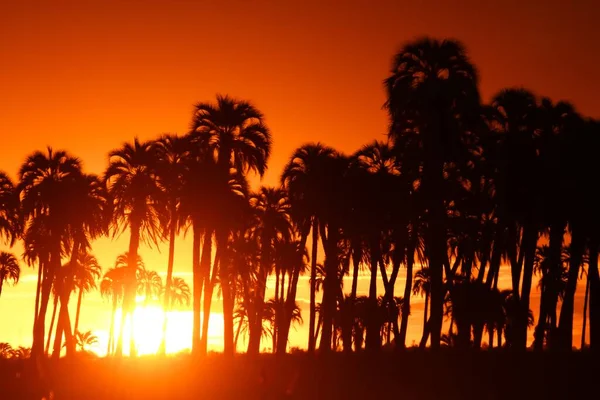 Les Silhouettes Des Palmiers Contre Ciel Orange Coucher Soleil — Photo