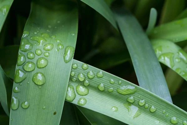 Крупним Планом Знімок Зеленого Листя Краплями Води — стокове фото