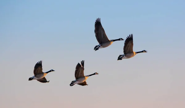 一群加拿大鹅飞越美国大盐湖上空 — 图库照片