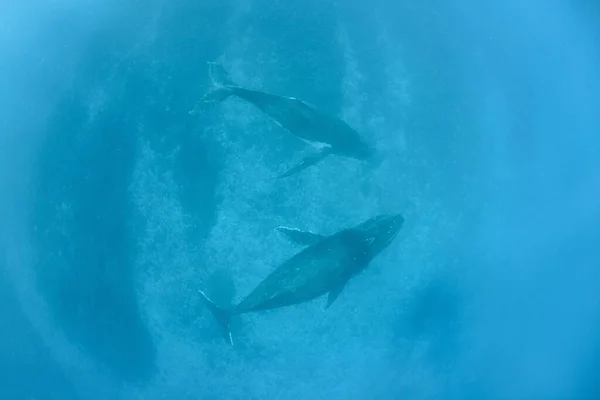 Uma Foto Subaquática Duas Baleias Jubarte Nadando — Fotografia de Stock