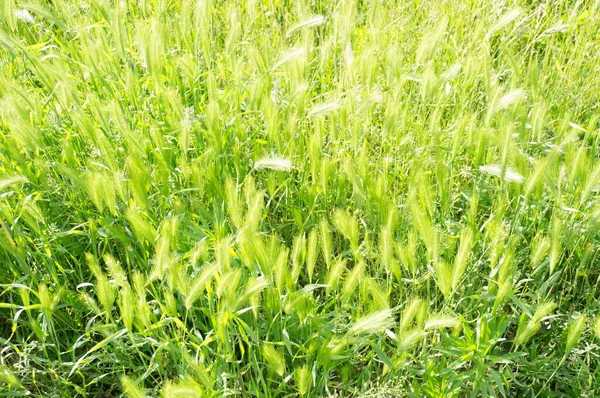 Closeup Shot Green Wild Barley Grass — Stock Photo, Image