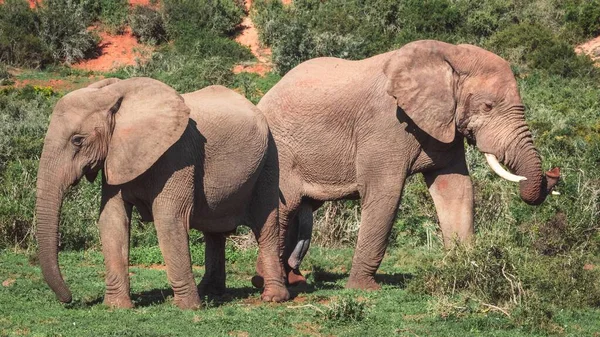 남아프리카 공화국의 코끼리들의 — 스톡 사진