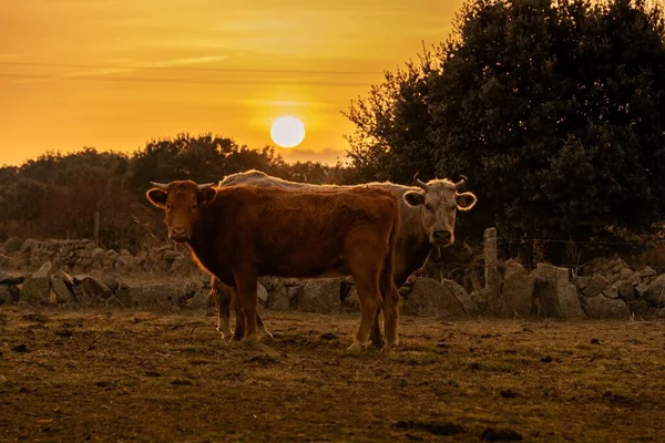 夕暮れ時に撮影されたカメラのためにポーズをとる2頭の牛 — ストック写真