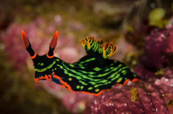 Amazing Macro Shot Nudibranch Sea — Stock Photo, Image