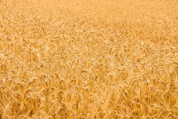 Foco Seletivo Trigo Amarelado Campo — Fotografia de Stock