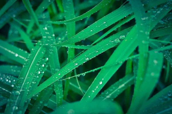 Closeup Green Leaves Dew Drops Them Outdoors Daylight — Stock Photo, Image