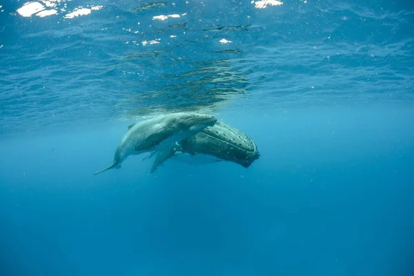 Pasifik Okyanusunda Yüzen Kambur Balinaların Sualtı Görüntüsü — Stok fotoğraf