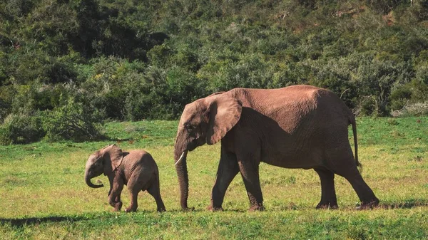 들판에서 아름다운 코끼리 — 스톡 사진