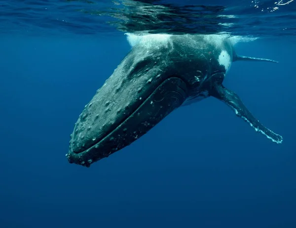 Närbild Knölval Som Simmar Stilla Havet — Stockfoto