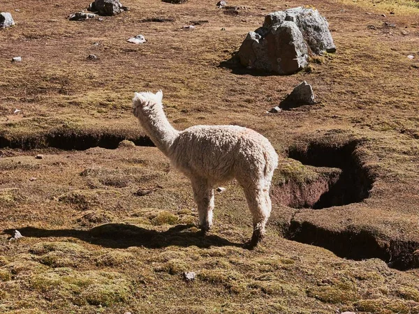 Breathtaking View Adorable Lama Ausangate Mountain Peru — Stock Photo, Image
