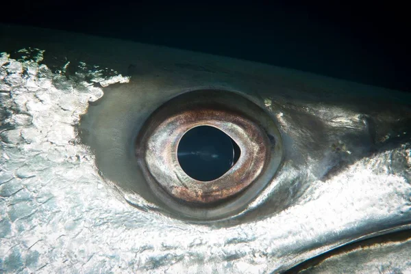 Een Macro Shot Van Een Oog Van Een Barracuda Vis — Stockfoto