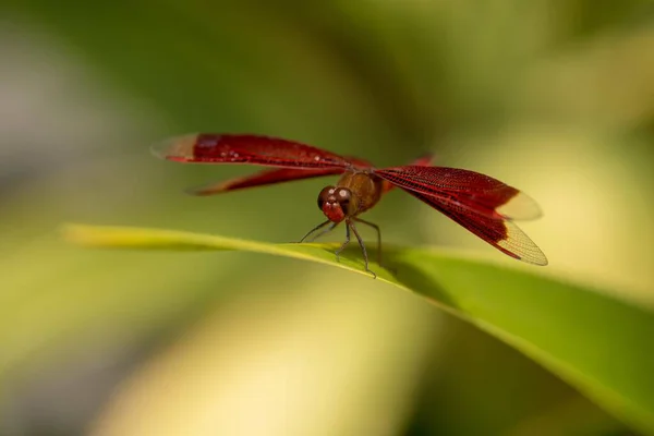 Una Imagen Macro Increíble Una Libélula Una Hoja — Foto de Stock