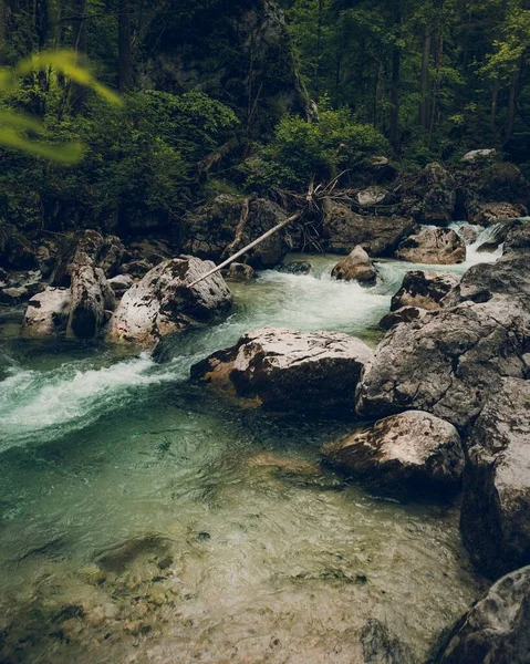 Lodret Kort Biflod Med Skov Baggrund - Stock-foto