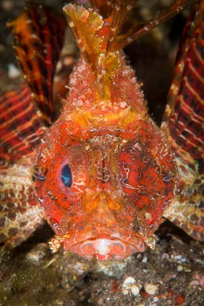 Amazing Vertical Picture Scorpionfish Water — Stock Photo, Image