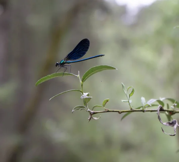 Une Libellule Bleue Sur Une Branche Arbre Dans Environnement Naturel — Photo