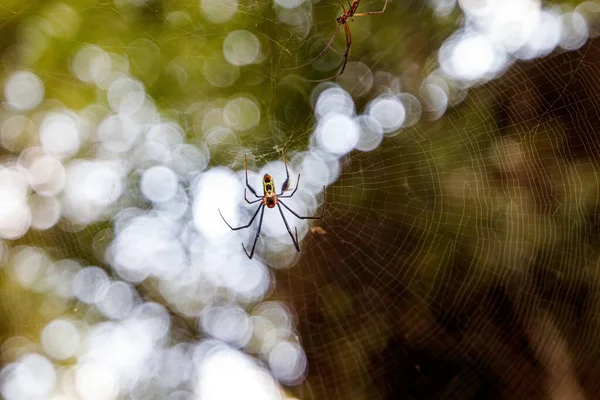 Une Araignée Venimeuse Sur Une Toile Dans Environnement Naturel — Photo