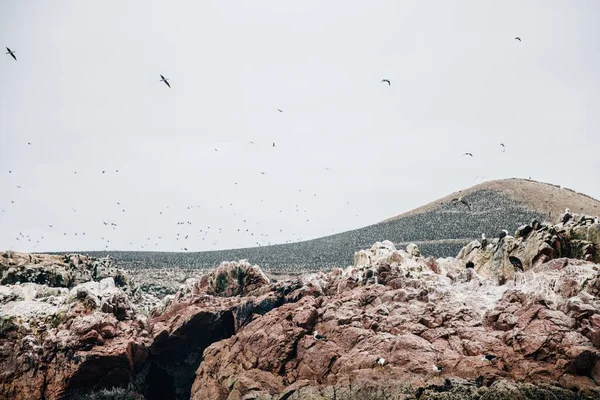 Μια Όμορφη Φωτογραφία Πουλιών Πετούν Πάνω Από Βραχώδη Βουνά Μέρα — Φωτογραφία Αρχείου