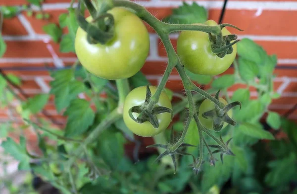 Zbliżenie Ujęcia Dojrzałych Zielonych Pomidorów Rosnących Winorośli — Zdjęcie stockowe