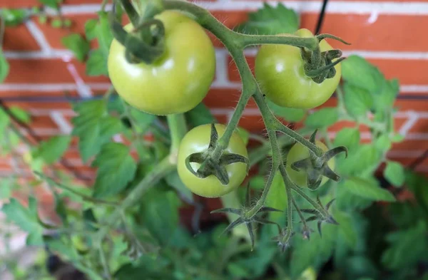 Primer Plano Tomates Verdes Maduros Creciendo Una Vid — Foto de Stock