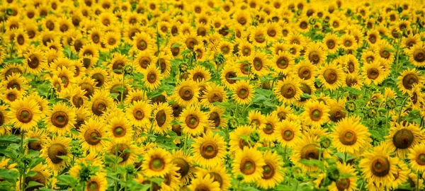 Uma Paisagem Panorâmica Com Girassóis Campo — Fotografia de Stock