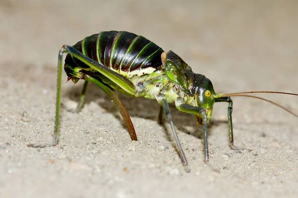 Macro Shot Green Grasshopper Sand — Stock Photo, Image