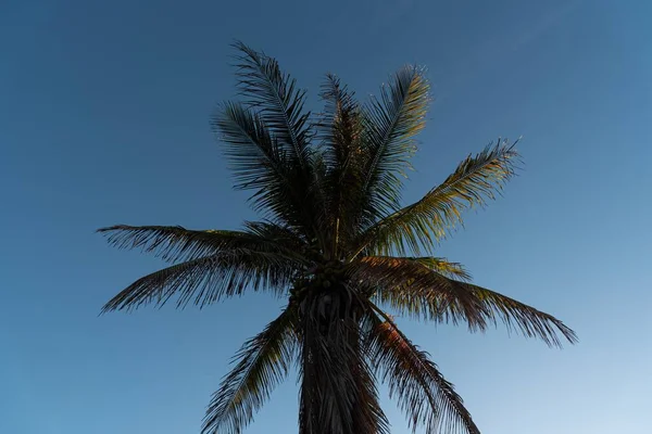 Tiro Ângulo Baixo Uma Palmeira Contra Céu Noite — Fotografia de Stock