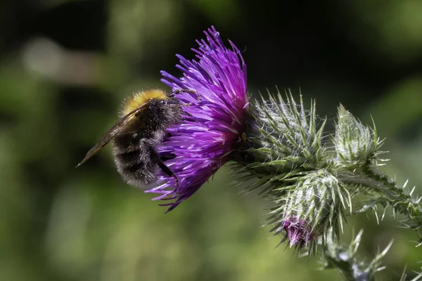 Primer Plano Una Flor Púrpura Una Abeja Sentada Ella Con —  Fotos de Stock