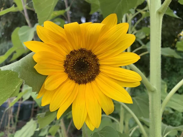 Closeup Shot Sunflower Blurred Background Sunflower Stems — Stock Photo, Image