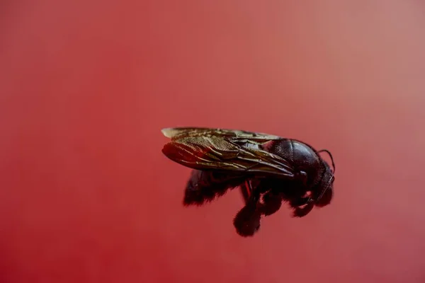 Крупный План Плотоядной Пчелы Красном Фоне — стоковое фото