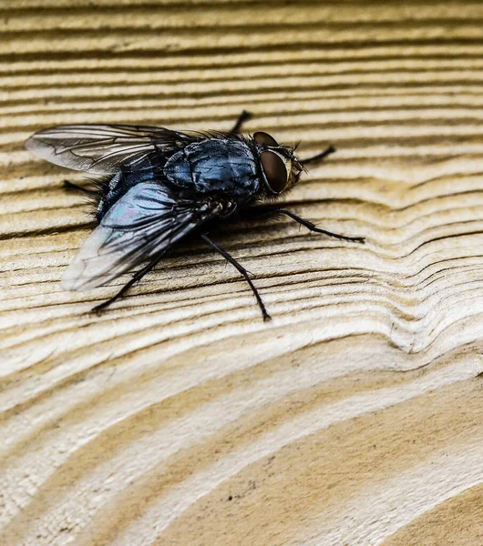 Tiro Vertical Ângulo Elevado Uma Mosca Que Senta Uma Superfície — Fotografia de Stock