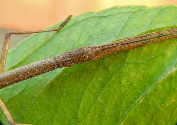 Ένα Κοντινό Στο Stick Εντομό Phasmatodea Είναι Μια Σειρά Εντόμων — Φωτογραφία Αρχείου
