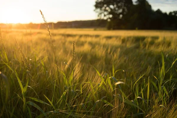 Wysoki Kąt Strzał Łąki Pokrytej Trawą Podczas Zachodu Słońca — Zdjęcie stockowe
