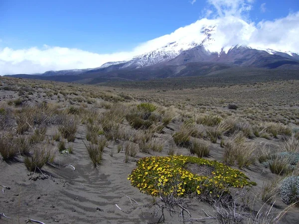 Dry Landscape Front Chimborazo Ecuador — Stock Photo, Image