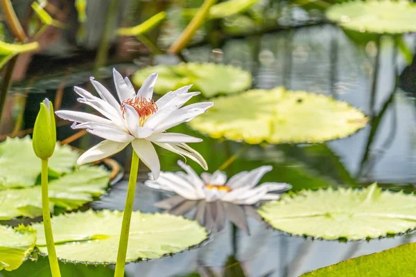 Gros Plan Fleur Nymphaea Dans Étang — Photo