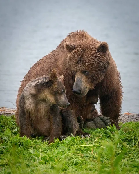 Uma Bela Imagem Vertical Urso Marrom Com Filhote — Fotografia de Stock