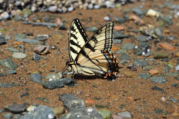 Closeup Butterfly Ground Daytime — Stock Photo, Image