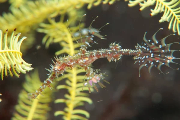 Una Increíble Macro Toma Ghost Pipe Fish Bajo Mar —  Fotos de Stock