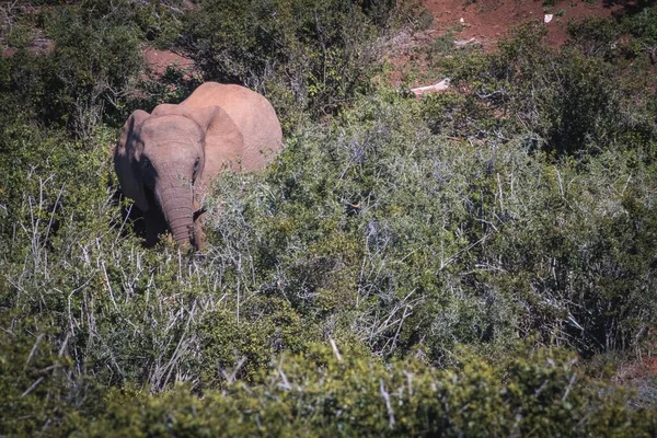 Uma Paisagem Elefantes África Sul Dia Ensolarado — Fotografia de Stock