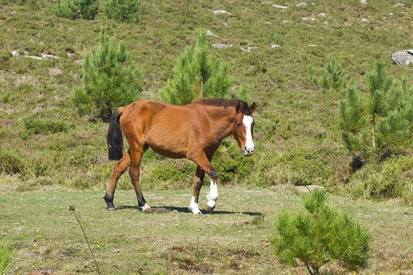 Hermoso Caballo Marrón Con Una Marca Blanca Cara Caminando Por —  Fotos de Stock