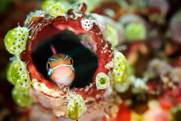 Μια Καταπληκτική Μακρο Φωτογραφία Ενός Blenny Fish Κάτω Από Θάλασσα — Φωτογραφία Αρχείου