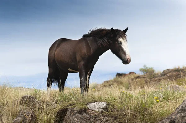 Belo Cavalo Castanho Pastando Nas Montanhas — Fotografia de Stock