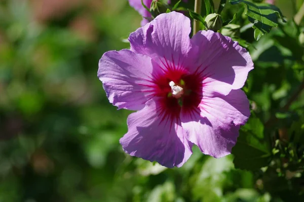 Tiro Seletivo Foco Uma Flor Roxa Exótica Capturada Meio Uma — Fotografia de Stock