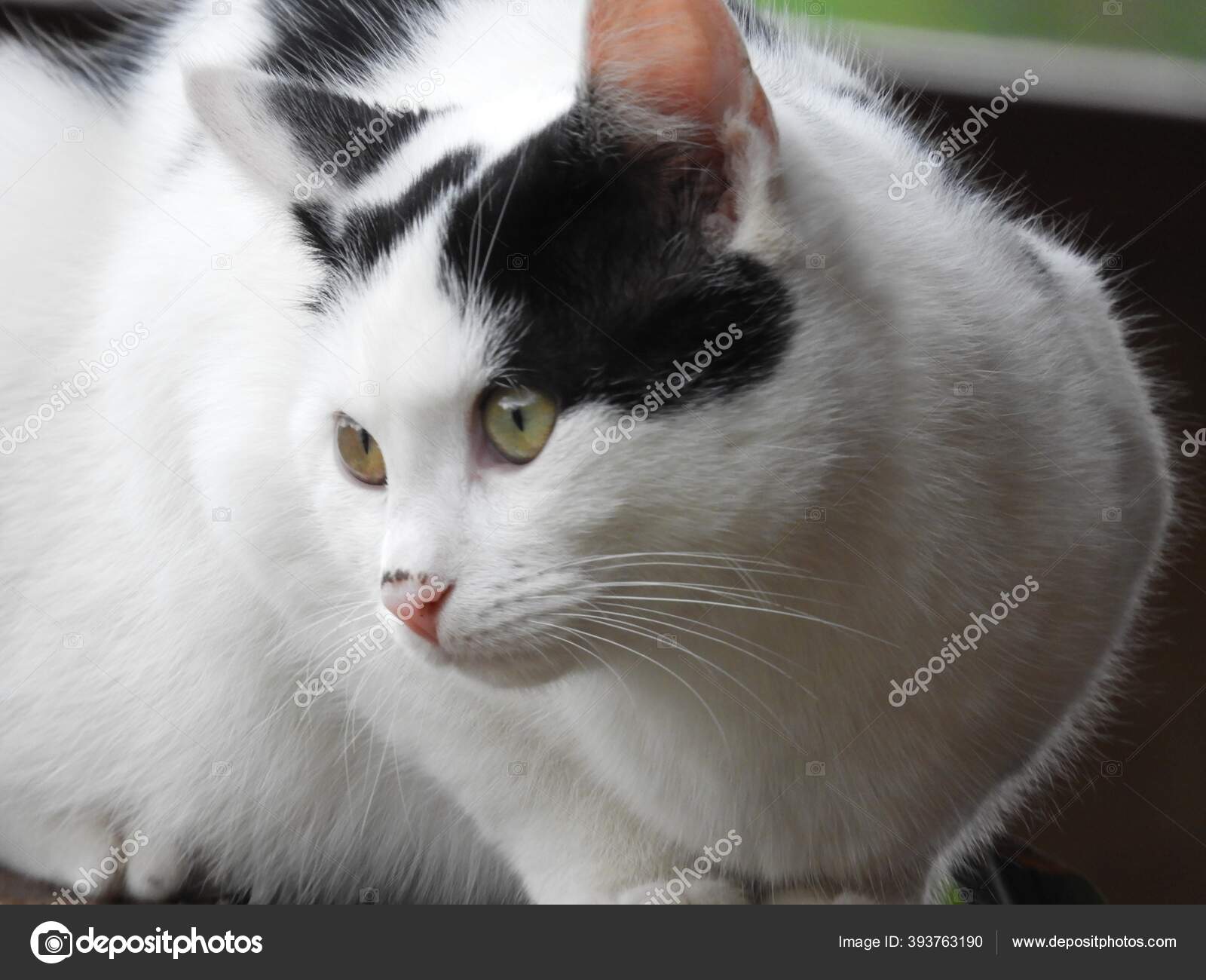 Søt Svart Hvit Katt Med Grønne Øyne – stockfoto © Wirestock #393763190, image size:1600x1300