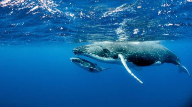 A beautiful underwater shot of two humpback whales swimming near the surface clipart