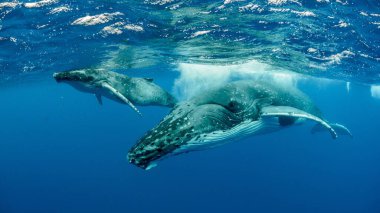 An underwater shot of humpback whales swimming in the Pacific Ocean clipart